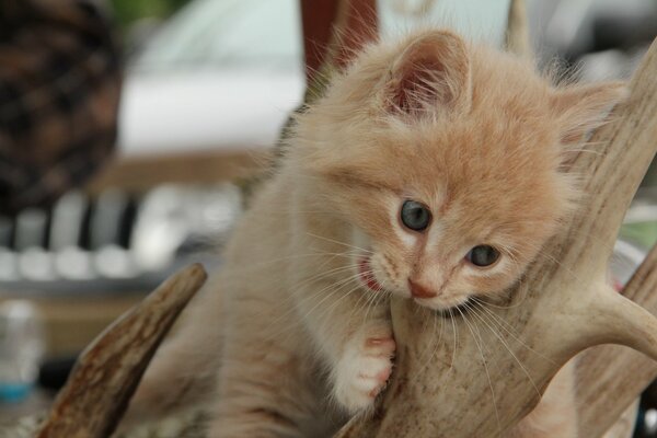 A red-haired kitten bites a branch