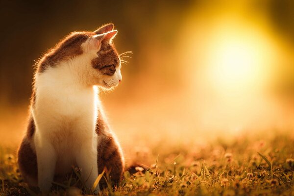 Chat assis sur l herbe en regardant la lumière du soleil