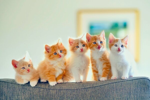 Five red-and-white kittens with blue eyes are sitting on the back of a gray sofa