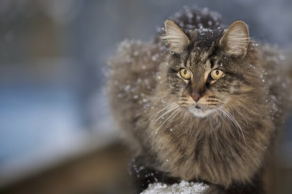 Fluffy mustachioed cat dusted with snow