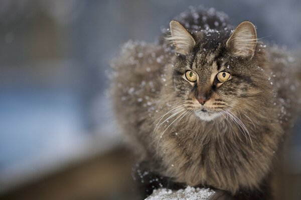 Пушистый усатый кот припорошенный снегом