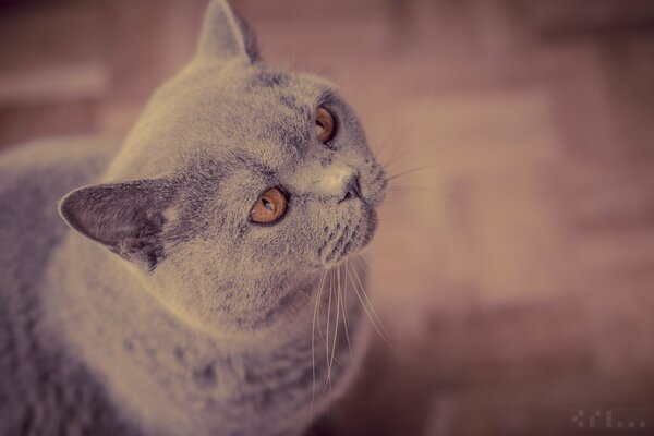 British Shorthair in attesa di cibo