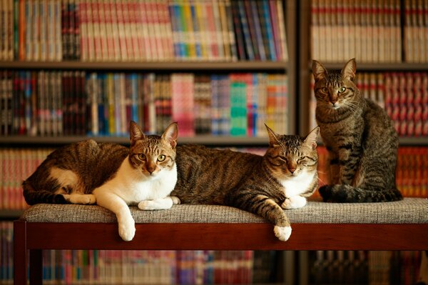 Tre gatti seduti in biblioteca