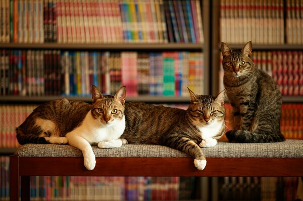 Trzy koty siedzą w bibliotece