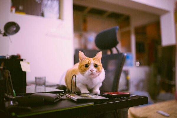 Die Katze sitzt auf dem Tisch