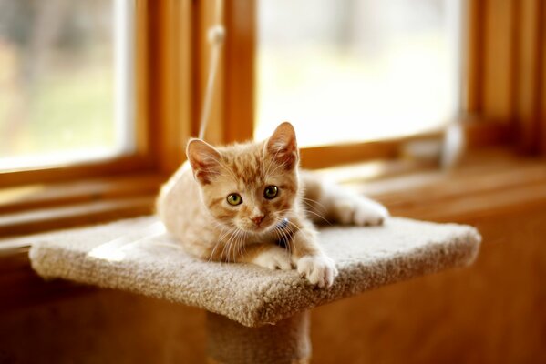 Chaton Rousse se trouve près de la fenêtre