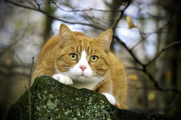 A red-haired cat is sitting on a rock