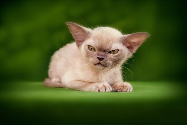 En el mundo animal, el gato enojado