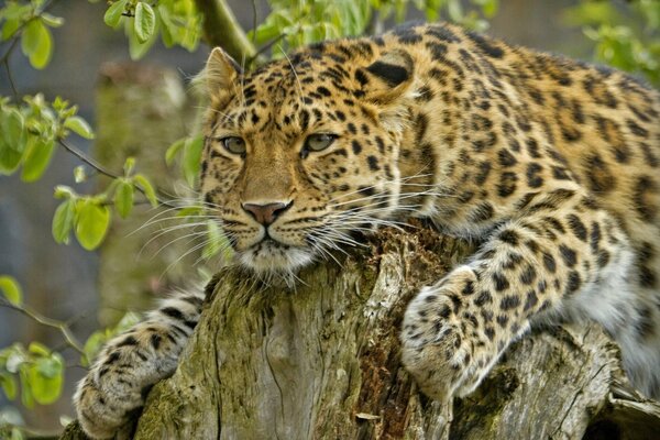 Bellissimo predatore-il leopardo dell Amur giace su un moncone
