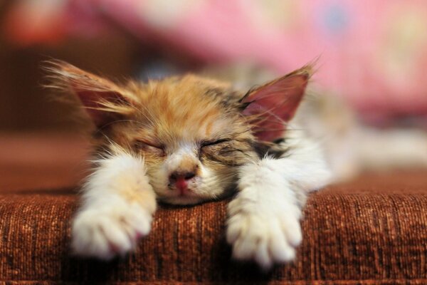 A color cat sleeps on a brown sofa