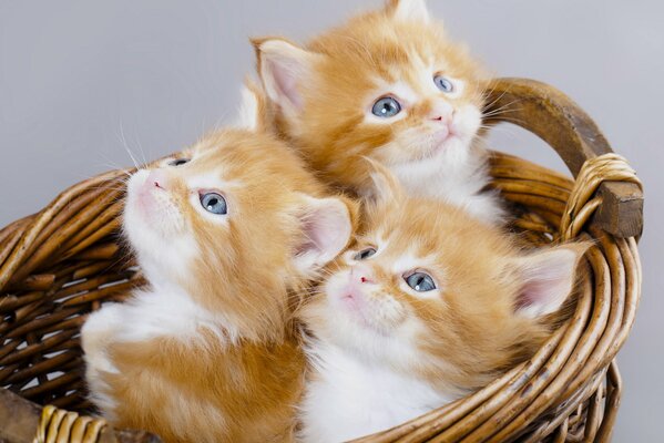 Three red kittens in a basket