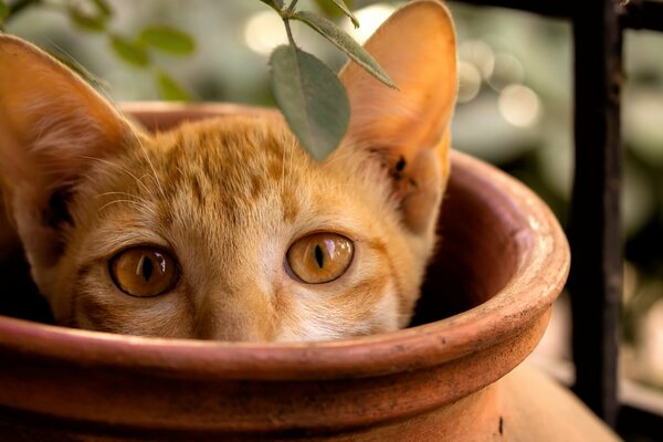 Gatto fa capolino da una brocca marrone