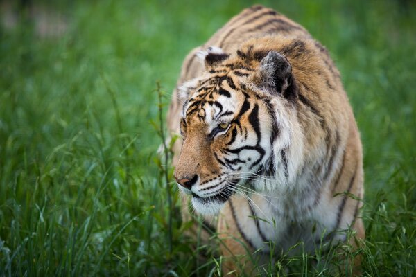 Tiger ist eine Wildkatze in der Natur