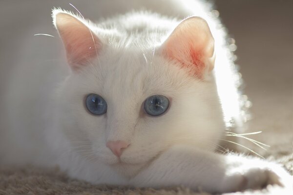 Chat blanc ou chat avec des yeux bleus et une moustache blanche