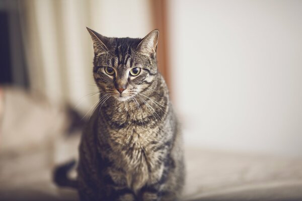 Fond d écran avec un chat regardant vers l avant