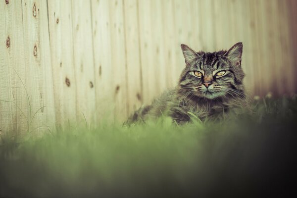 Our grey cat is lying by the fence