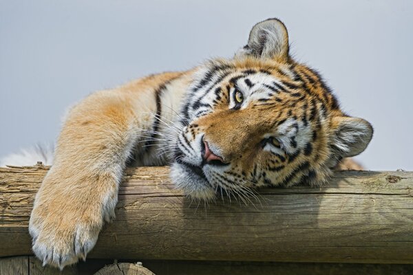 Qué pocos tigres de Amur quedan en la naturaleza