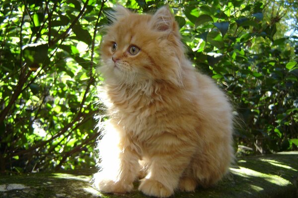 A small fluffy red kitten