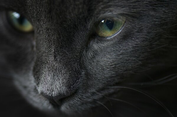 Portrait of a cat. Green eyes