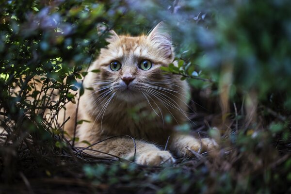 Katze versteckte sich im Gebüsch