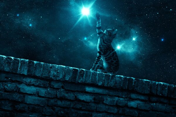 A cat in the night is trying to get a star