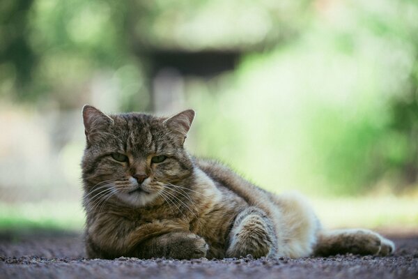 Gato feliz tomando el sol