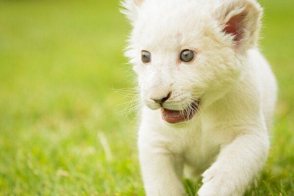 Белый львёнок бежит по зелёной траве