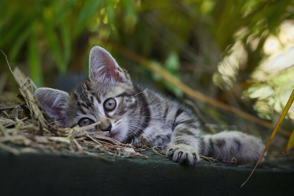 Mustachioed striped lying in the grass