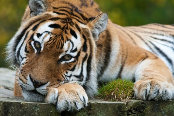 Was für ein nachdenklicher und trauriger Blick hat der Tiger auf dem Bild