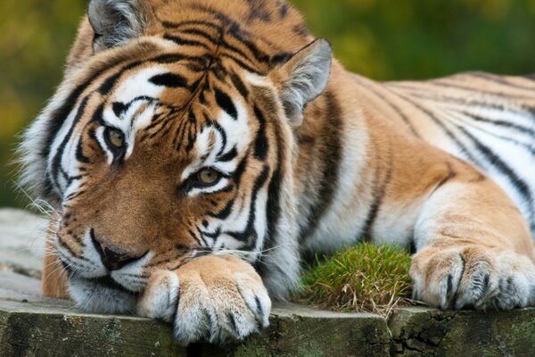 Quel regard réfléchi et triste sur le tigre dans l image