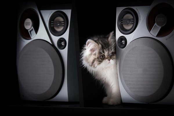 Gatto tra due grandi altoparlanti musicali