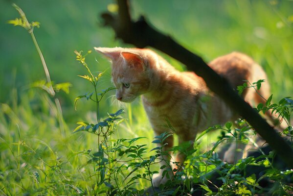 The red kitten went out for a walk