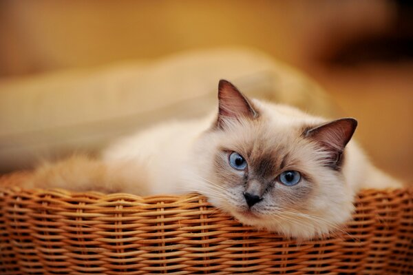 Gatto dagli occhi azzurri che giace in un cestino