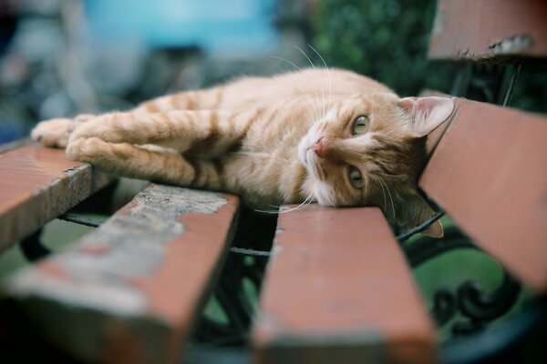 El gato rojo se acostó en el banco