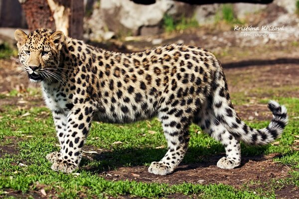 Leopard poses gracefully on camera