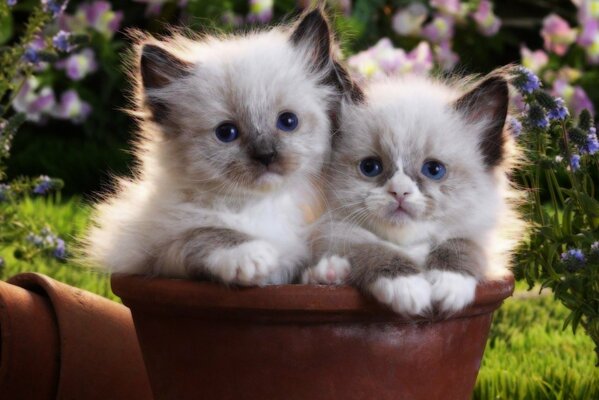 Chatons assis dans un pot de fleurs