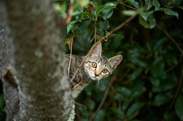 Travieso gatito en el fondo del bosque