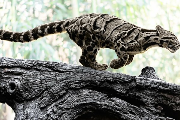 A smoky leopard on a log strives forward