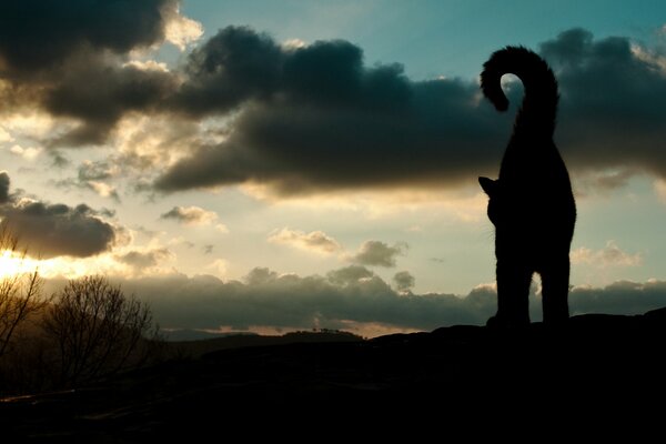 Silhouette of a cat with a raised tail