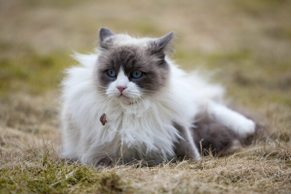 Chat moelleux par temps venteux