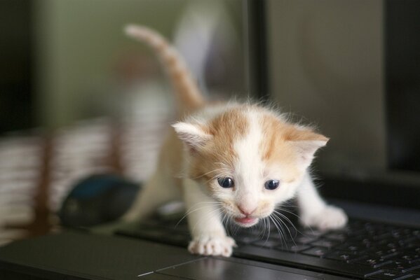 Mignon chaton blanc-rouge sur ordinateur portable