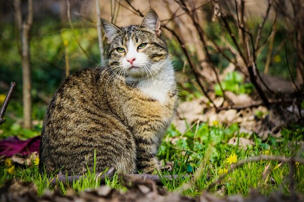 Gestreifte Katze sitzt im Frühjahr auf dem Rasen