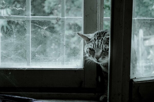 Ein Fenster, aus dem eine grau-gestreifte Katze schaut