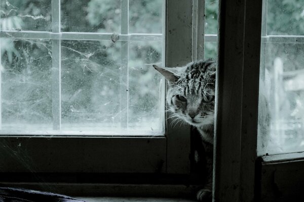 The window from which the gray-striped cat looks out