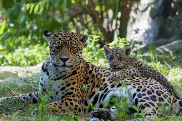 Jaguar and his cub in the forest