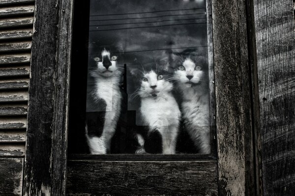 Three cats are sitting in the window