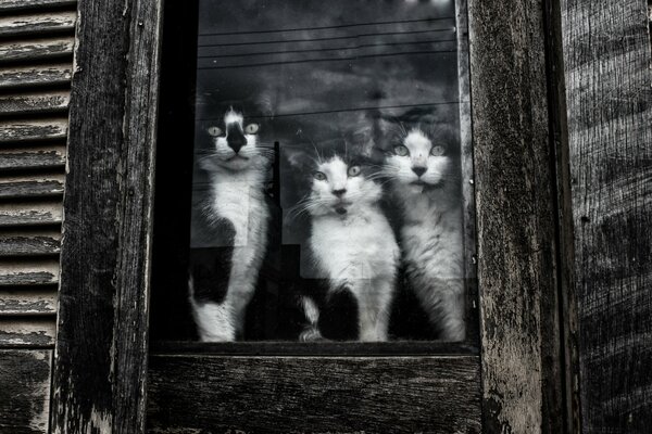 Trois chats assis dans la fenêtre