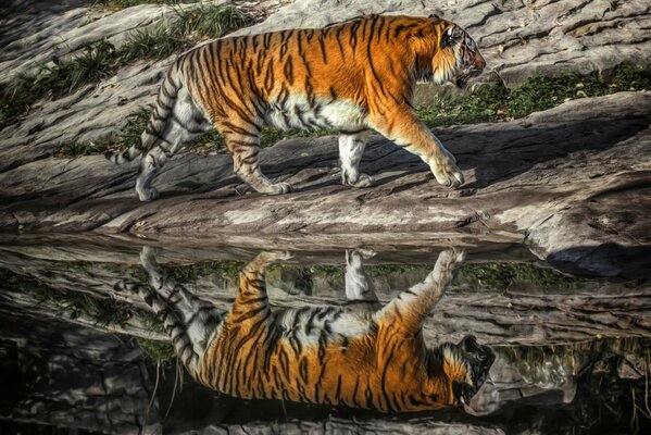 Reflection of a tiger predator in the water