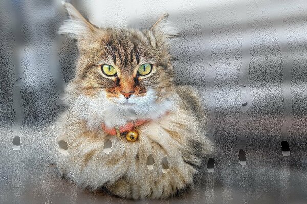 The cat looks out the window with a piercing gaze