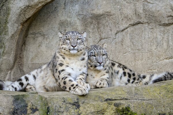 Dans le monde des animaux-léopard des neiges
